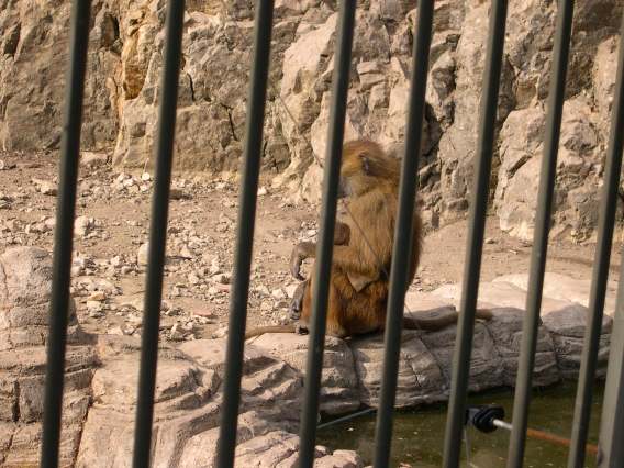  Babouins (zoo de la citadelle)